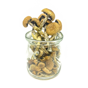 penis envy mushroom​